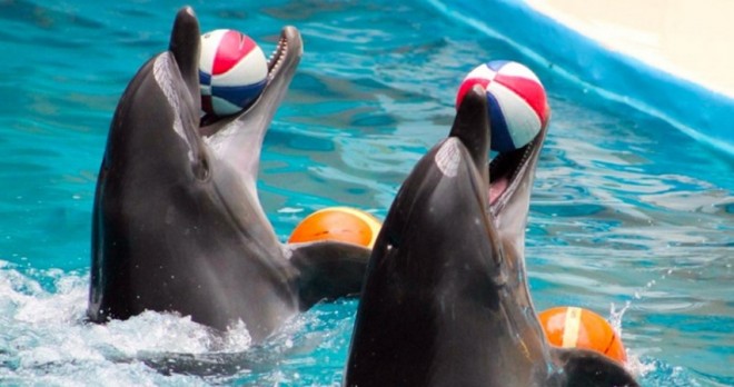 Dolphin Show in Gündoğdu – Family Tours with Dolphins, Seals, and Sea Lions